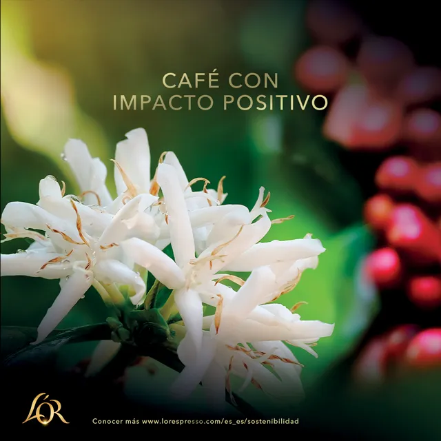 Pack 40 Capsulas (Ristretto L'OR Coffee) Gold Premium,  Intensidad 11